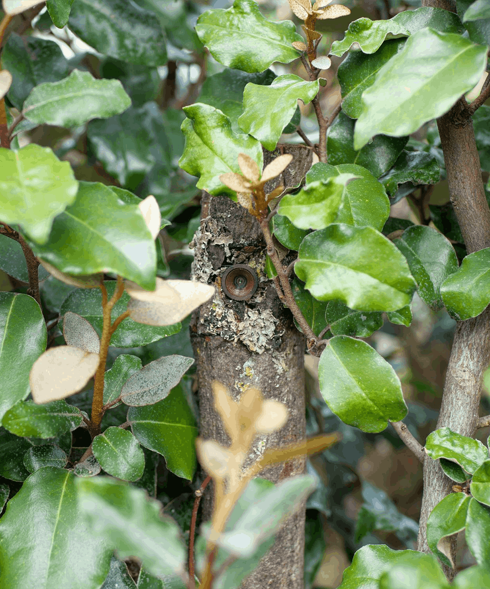 BlackCam branch camera for BlackBox in nature with woods and leaves