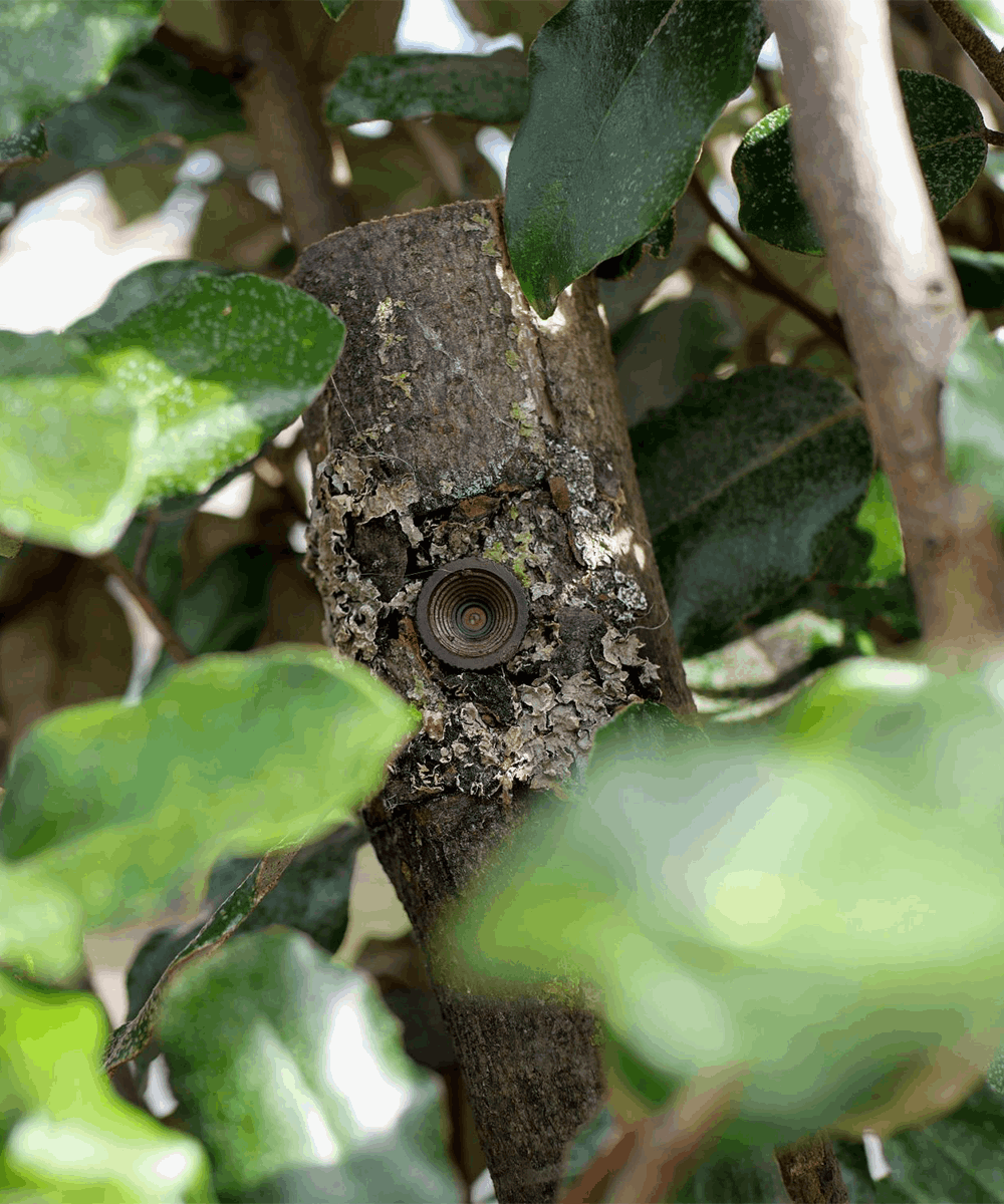 BlackCam branch camera for BlackBox in nature with woods and leaves